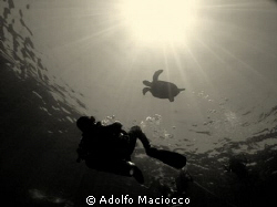 Turtle & Diver -
Paradise -
Sharm el Sheikh by Adolfo Maciocco 